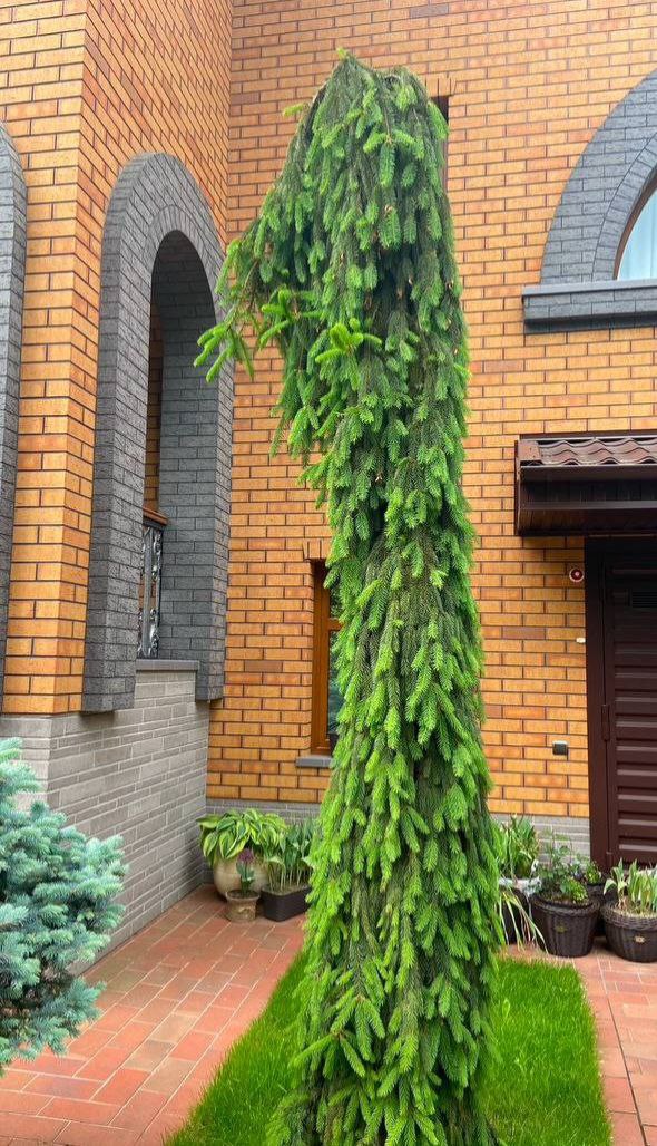 Picea abies 'Inversa'