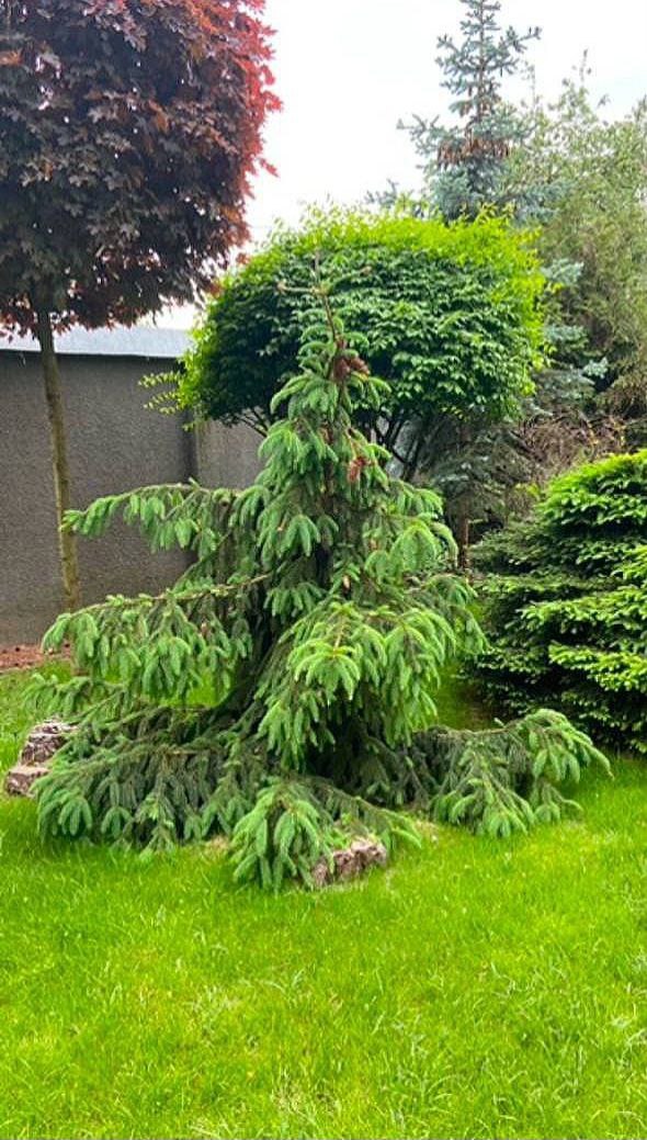 Picea abies 'Acrocona'