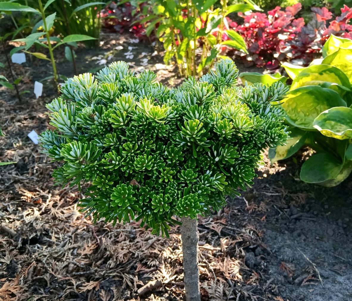 Abies koreana ‘Wellenseind’