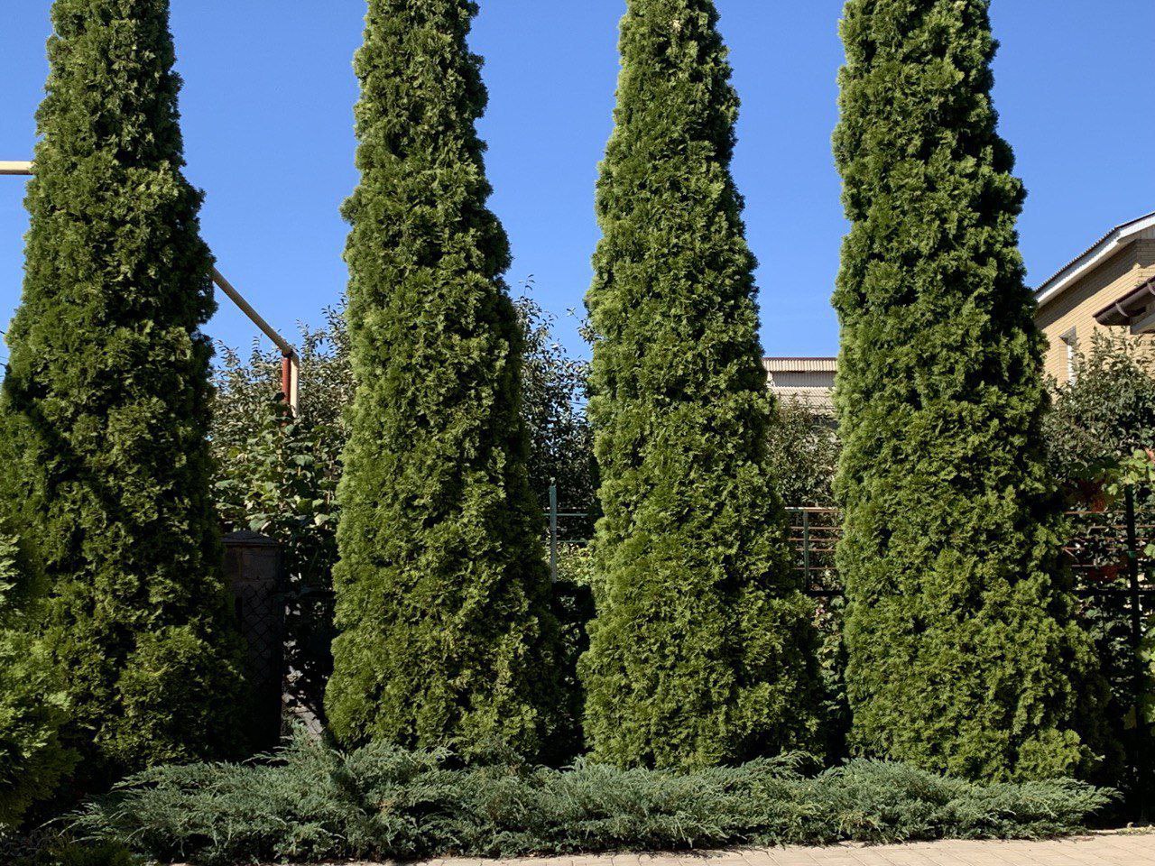 Thuja occidentalis 'Smaragd'