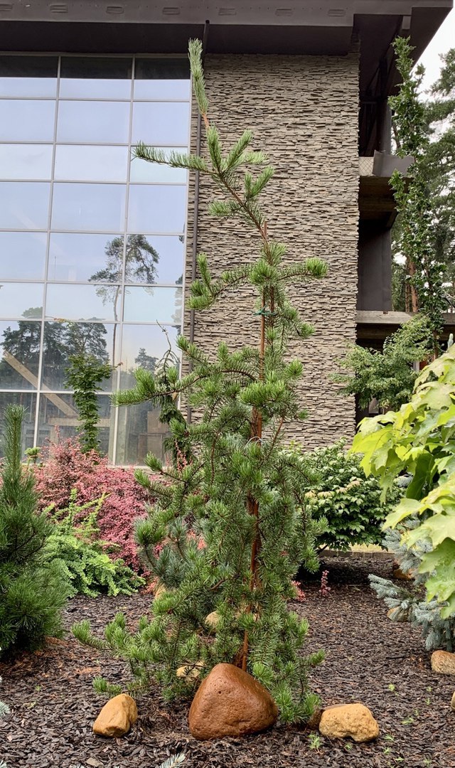 Pinus banksiana ‘Uncle Foggi’