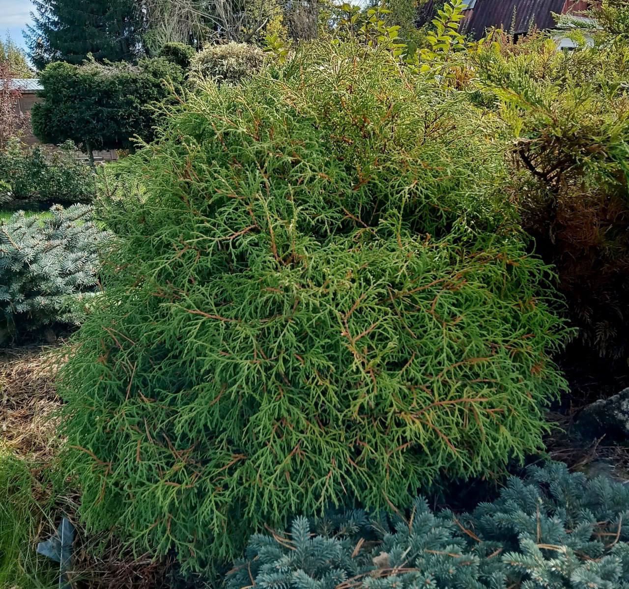 Thuja occidentalis  ‘Mr. Bowling Ball’