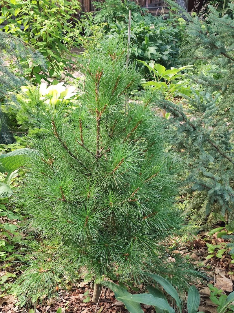 Pinus sibirica ‘Nasledie Avrova’