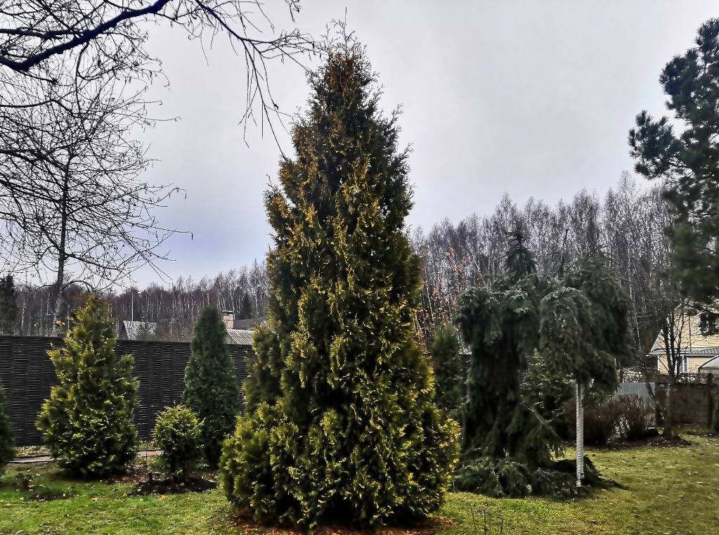 Thuja occidentalis ‘Yellow Ribbon’