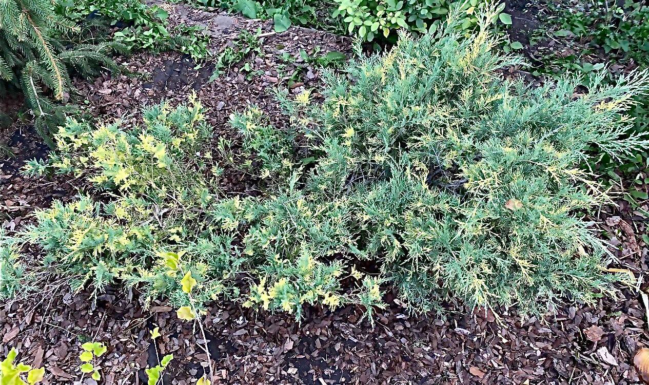 Juniperus media ‘Blue and Gold’
