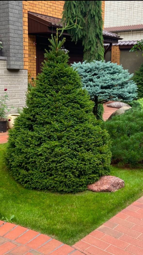 Picea abies 'Pygmaea'