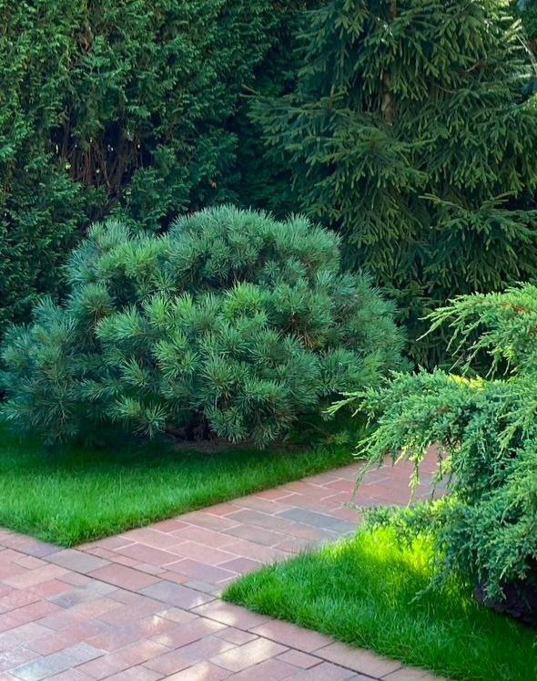 Pinus sylvestris 'Watereri'