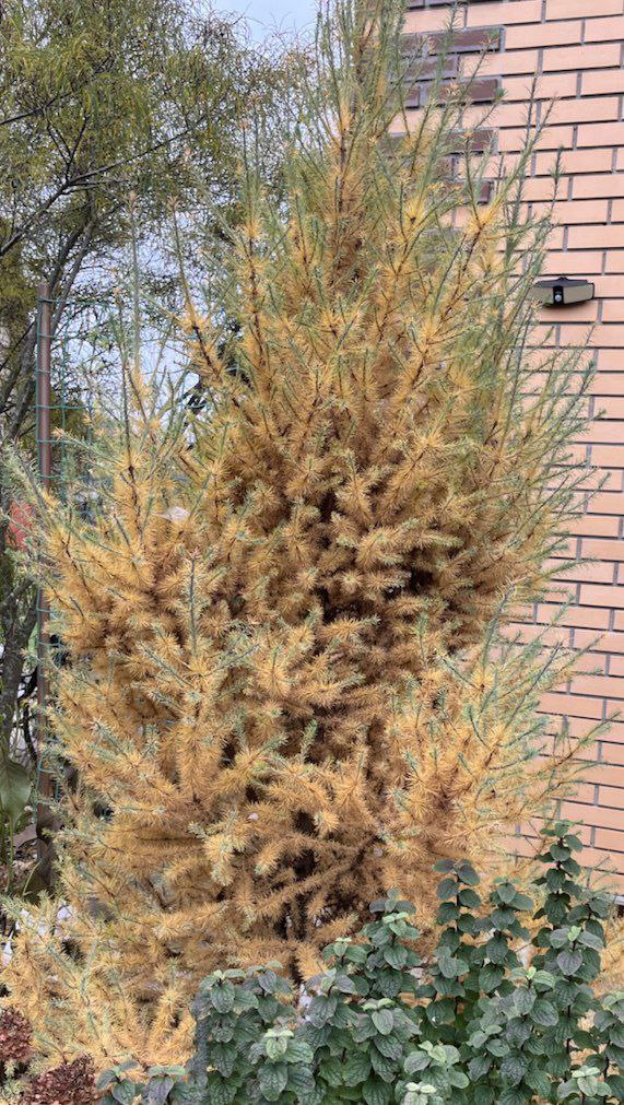 Larix laricina 'Deborah Waxman'