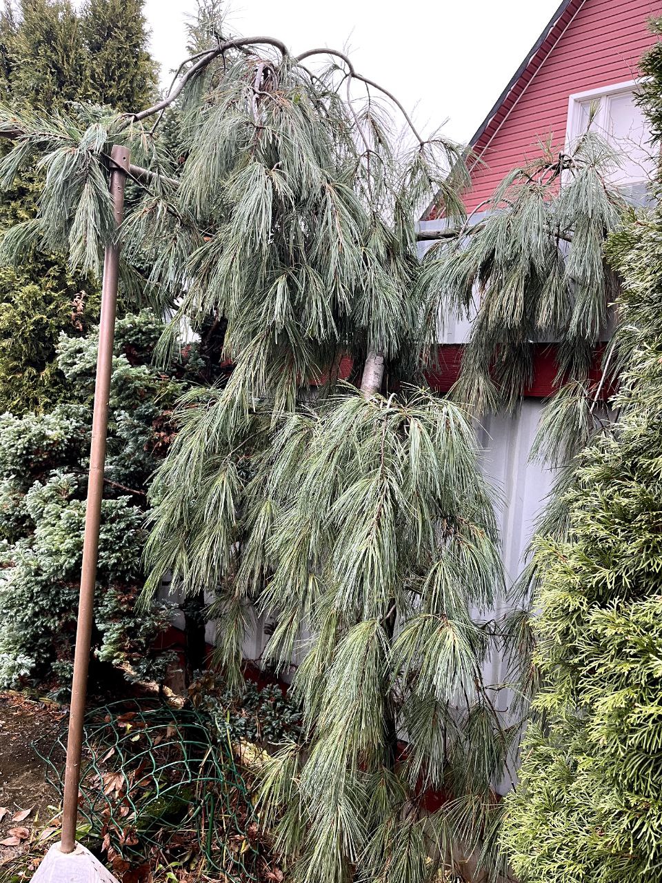Pinus strobus 'Pendula'