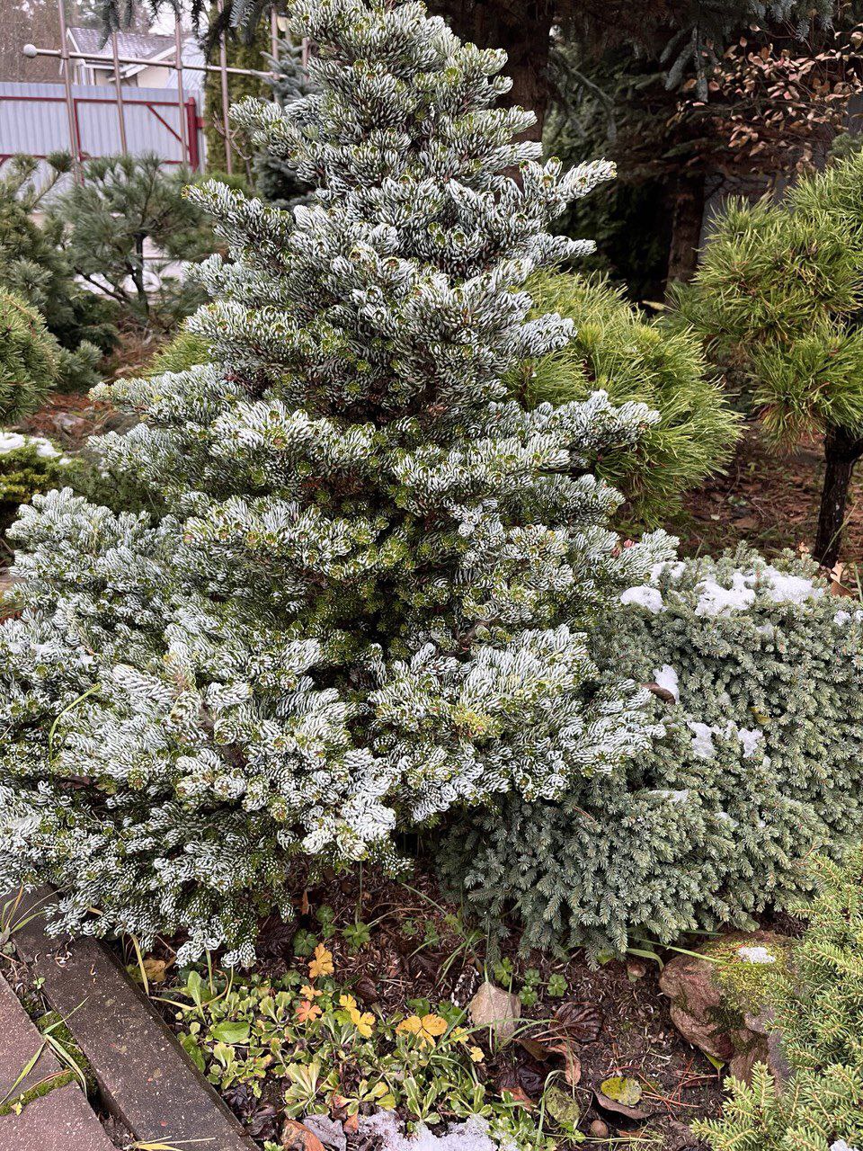 Abies koreana 'Kohout's Icebreaker'