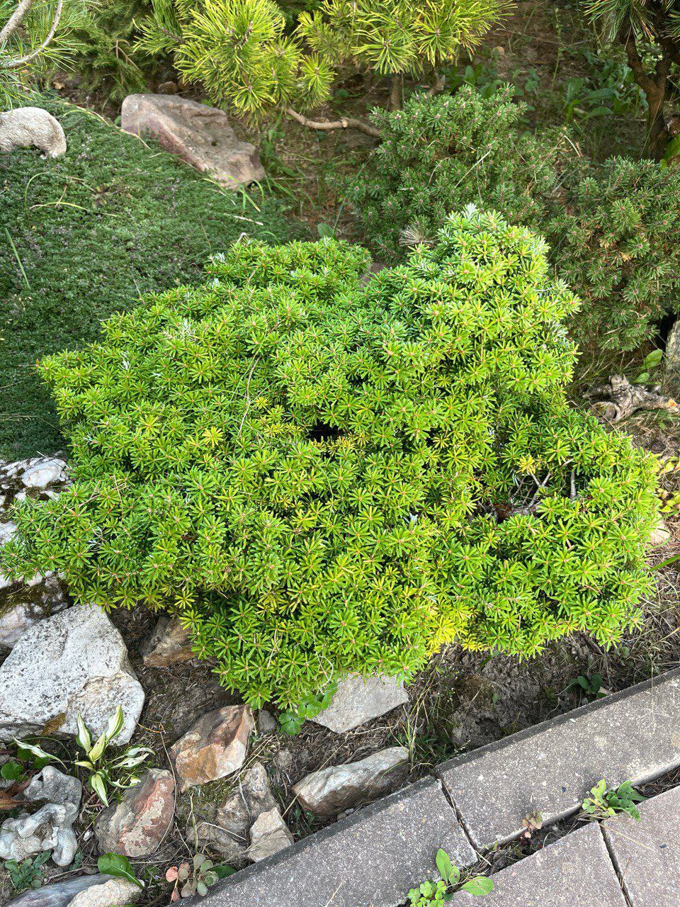 Abies koreana 'Kristallkugel'