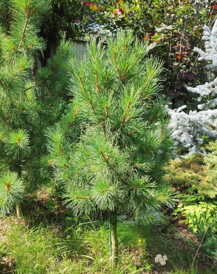 Pinus sibirica ‘Recordistka’