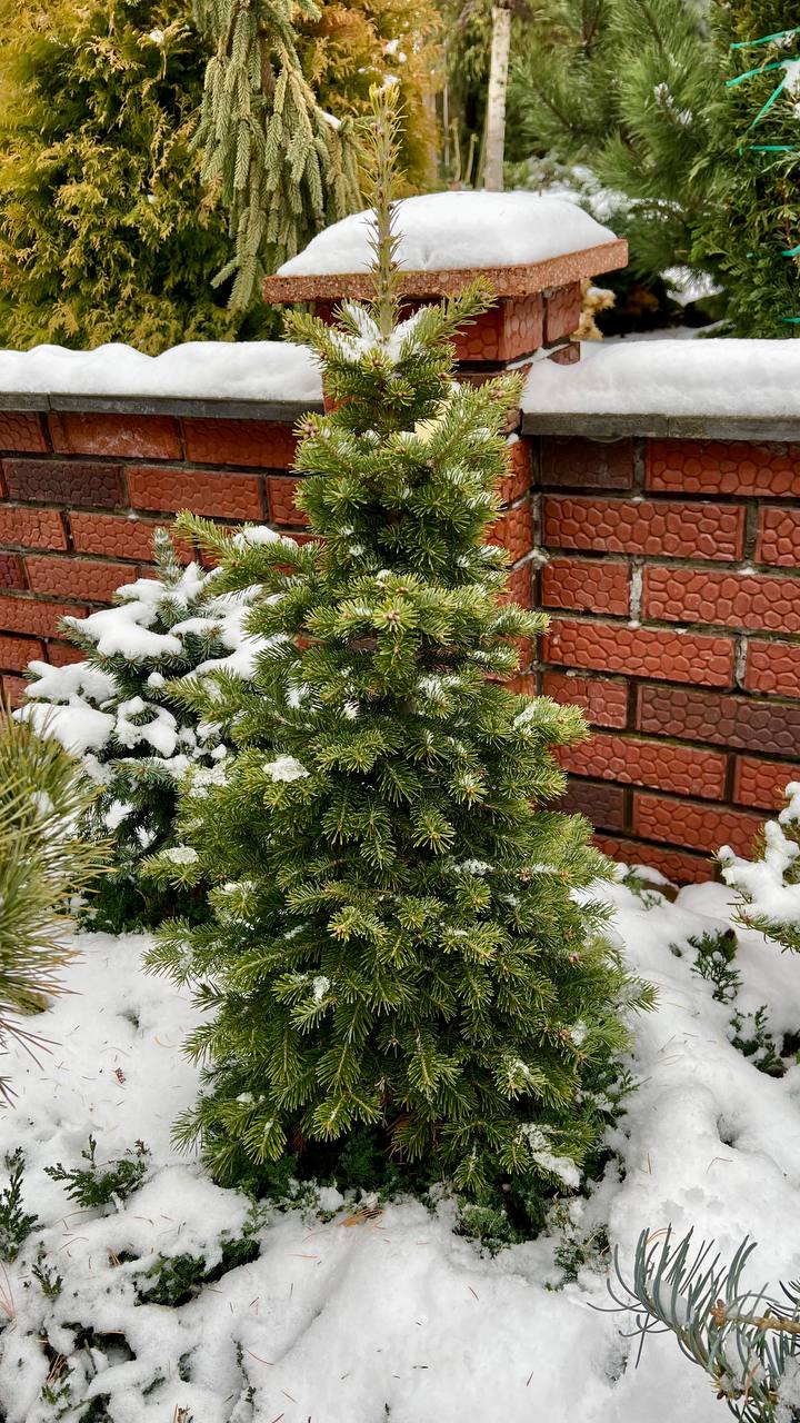 Abies sibirica ‘Rus Arrow’