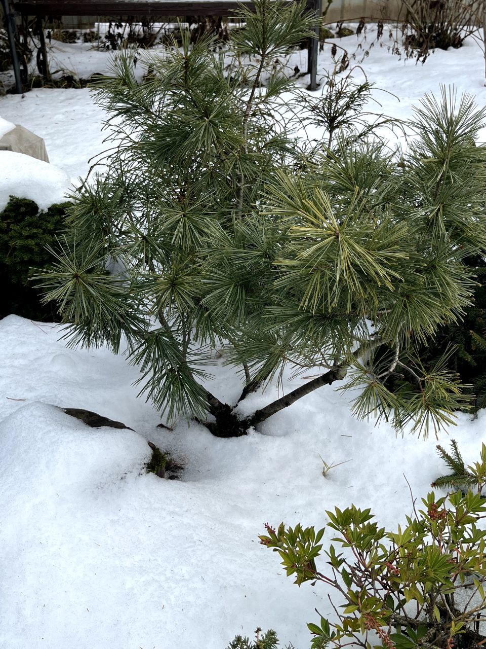 Pinus wallichiana 'Nana'