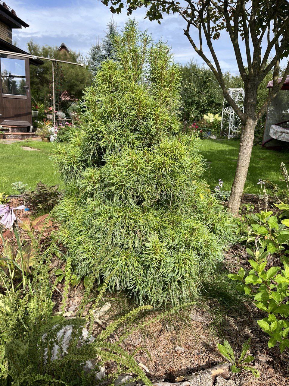 Pinus strobus 'Green Twist'