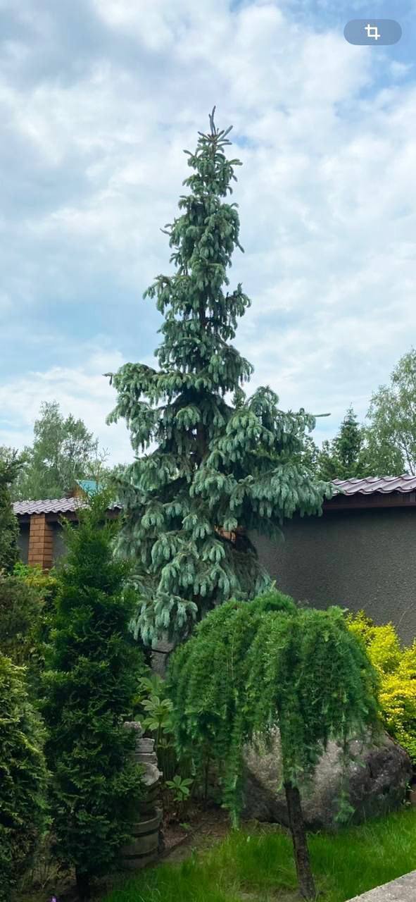 Picea engelmannii 'Glauca'