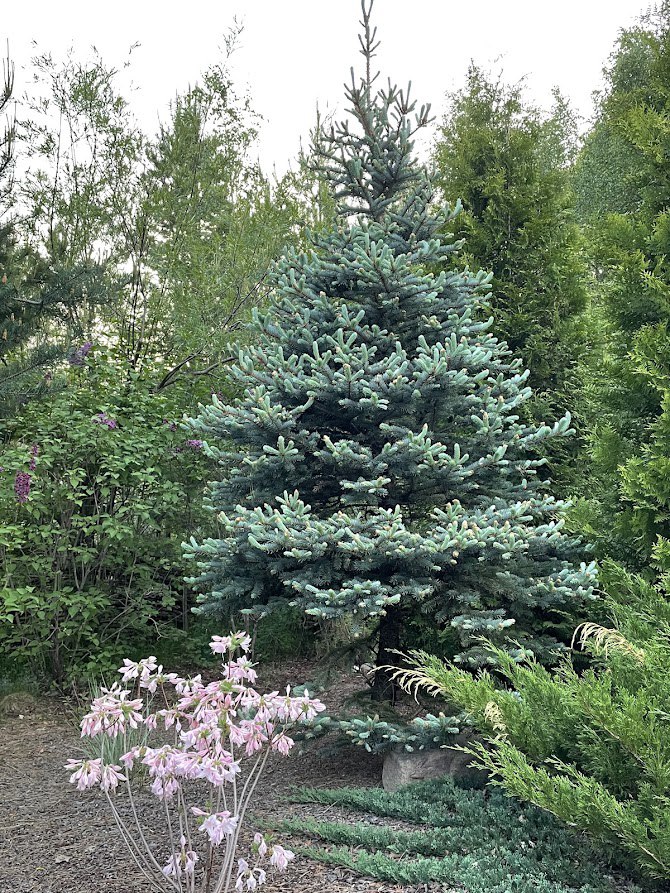 Picea pungens  ‘Edith’