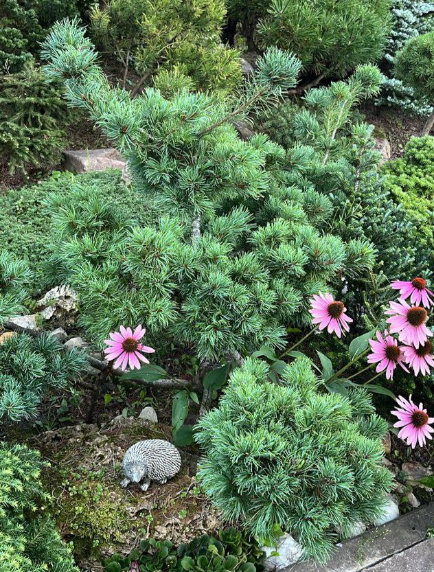 Pinus parviflora 'Negishi'