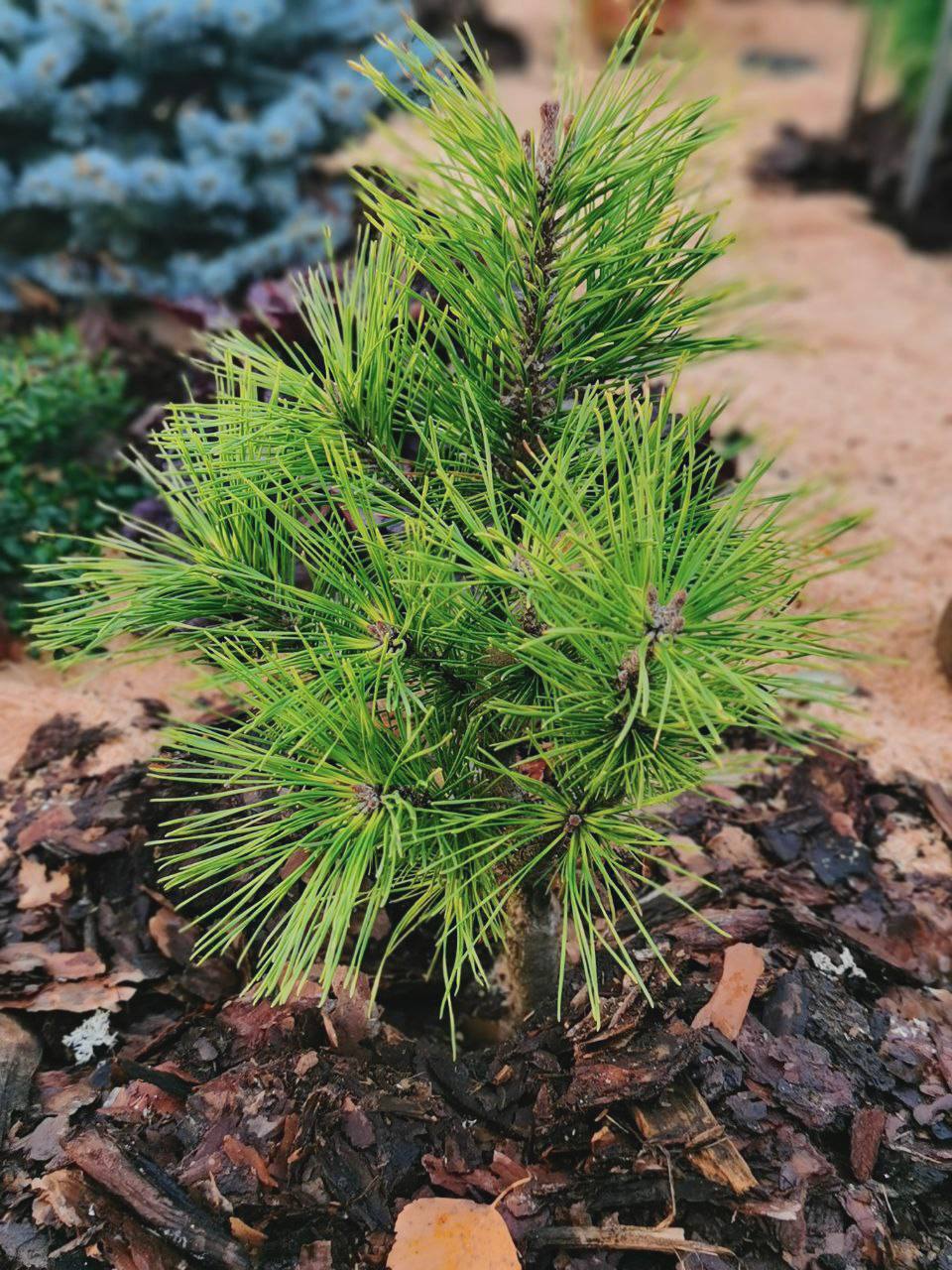 Pinus mugo ‘Misty’
