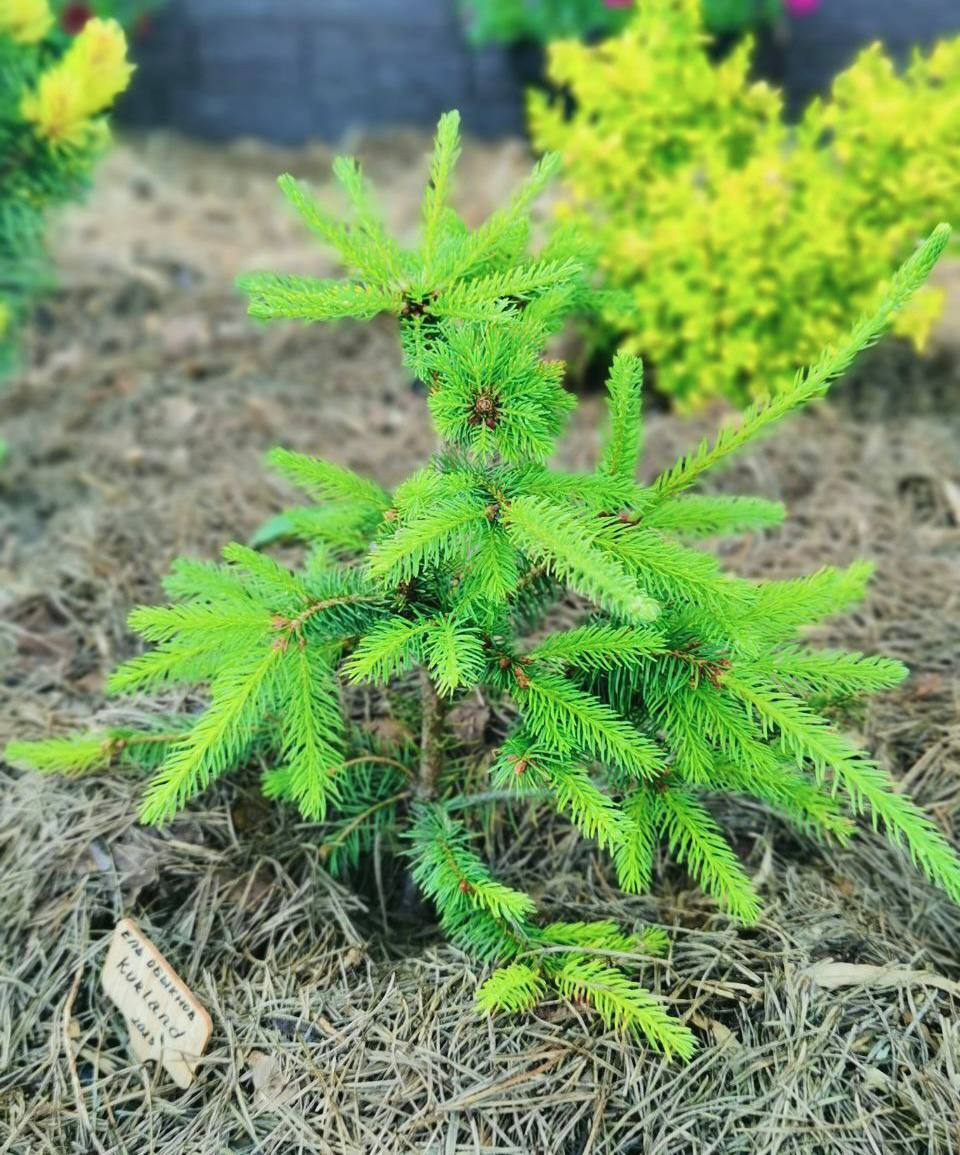 Picea abies ‘Kurland’