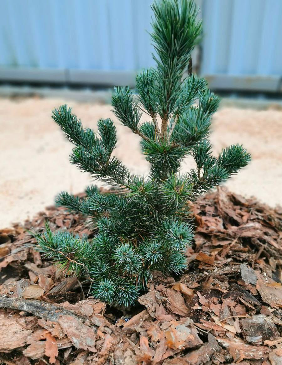 Pinus sylvestris ‘Hibernia’