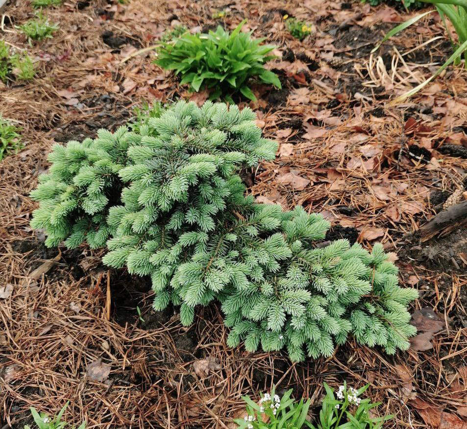 Picea pungens ‘Waldbrunn’