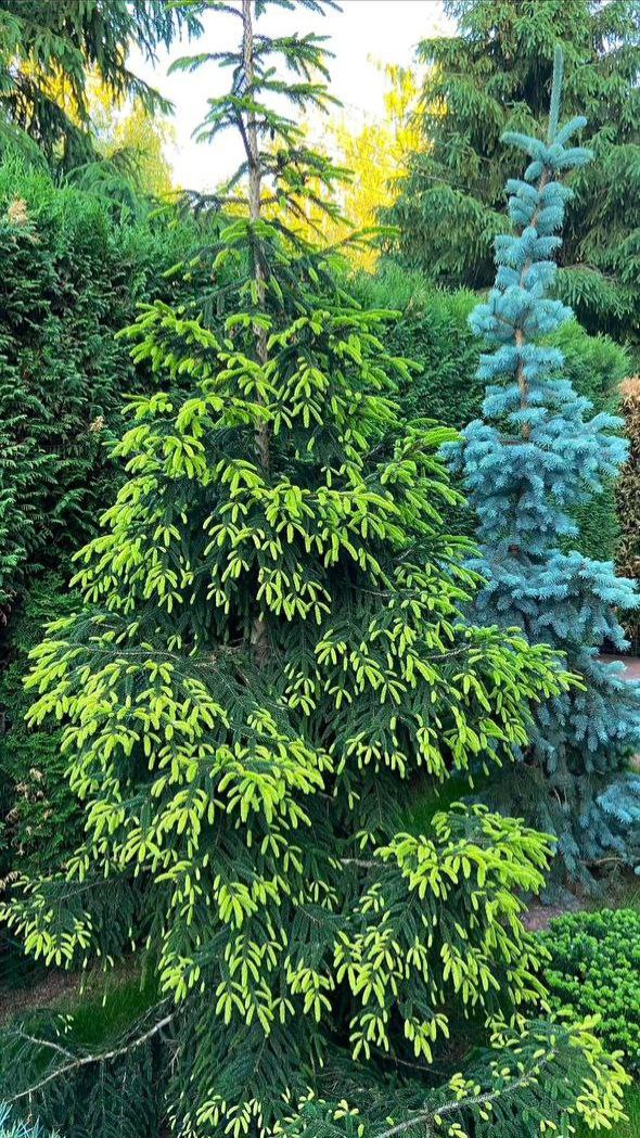 Picea orientalis 'Aureospicata'