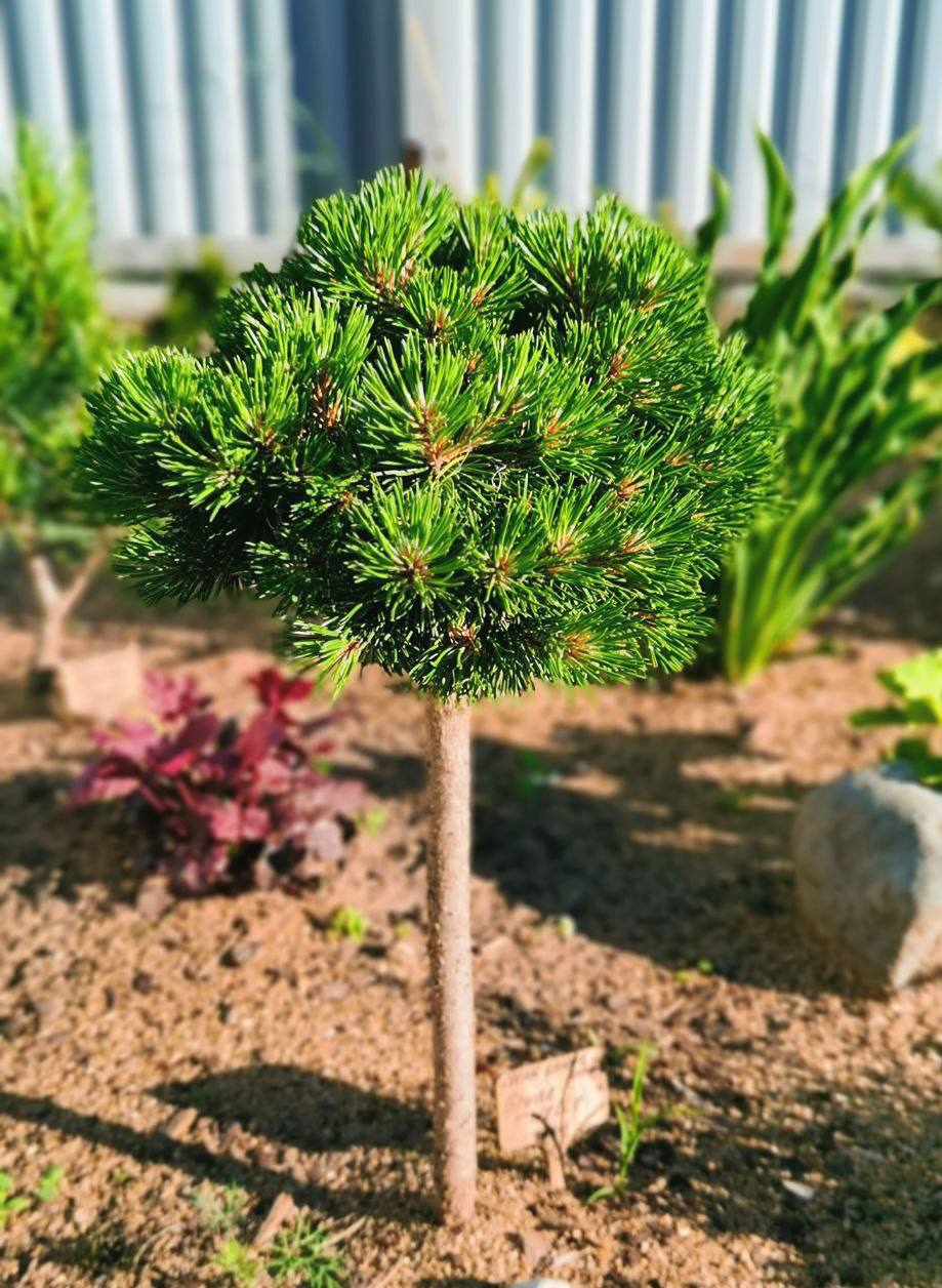 Pinus uncinata (mugo) 'Grune Welle’