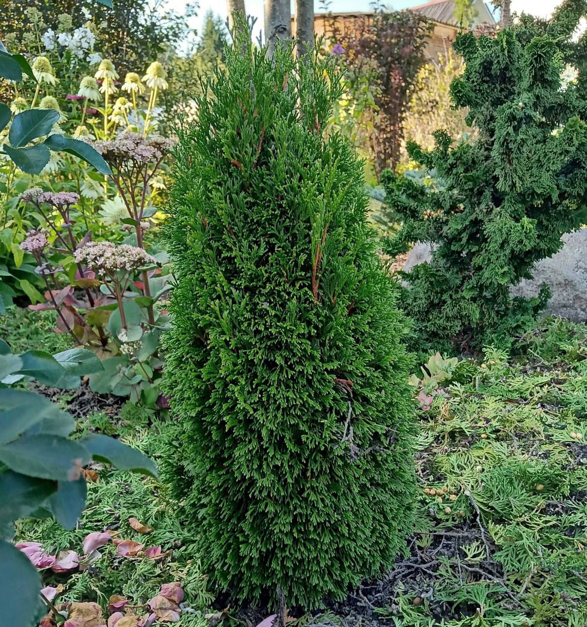 Thuja occidentalis 'Maks'