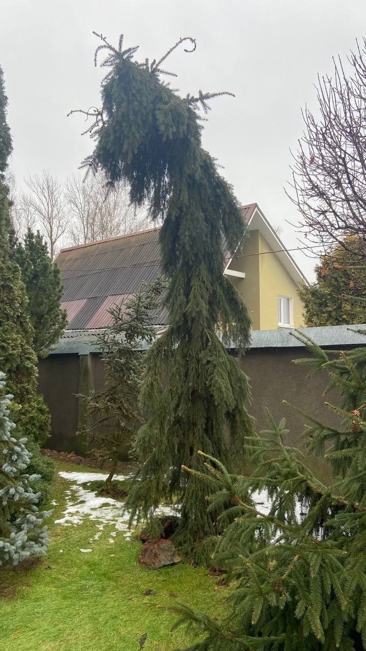 Picea omorika 'Pendula Bruns'