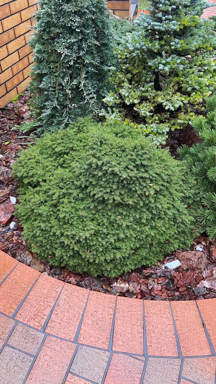 Picea abies 'Little Gem'