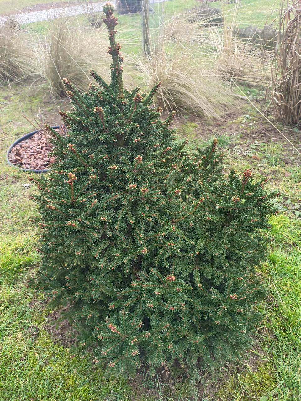 Picea abies 'Ohlendorffii ‘