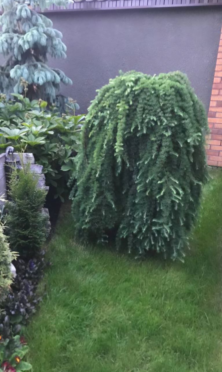 Larix decidua 'Pendula'