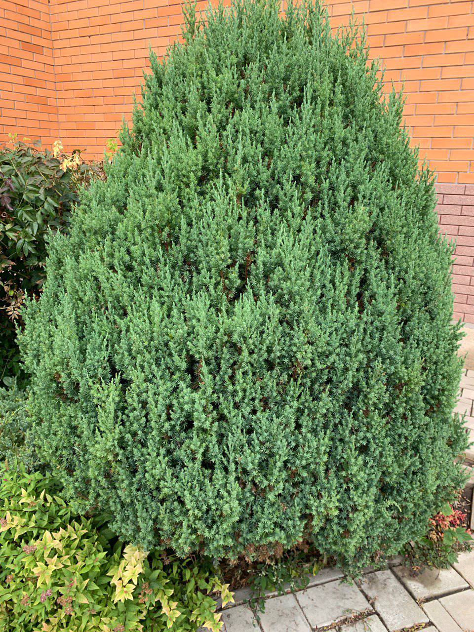 Juniperus chinensis ‘Stricta’