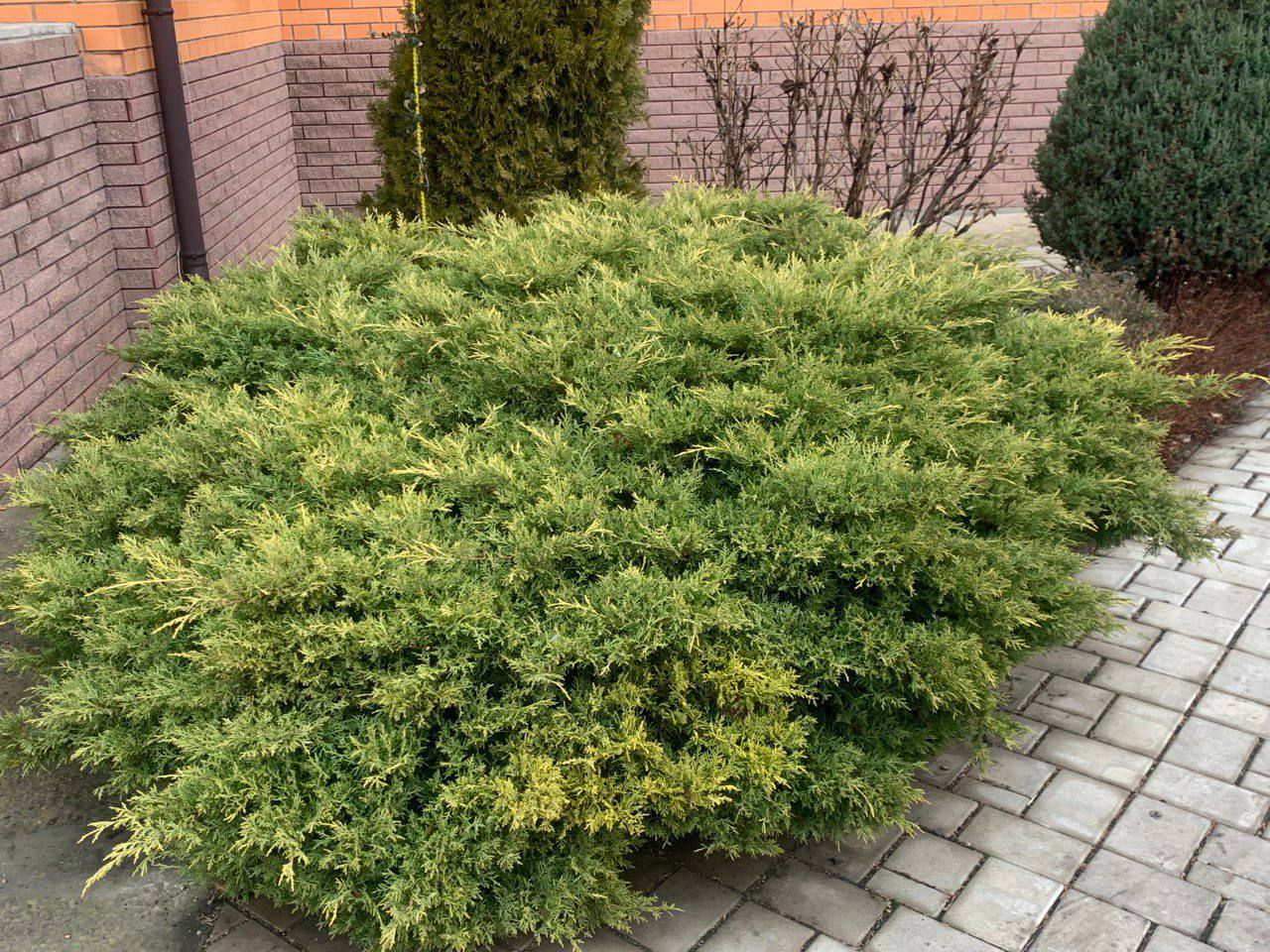 Juniperus  pfitzeriana ‘Old Gold’