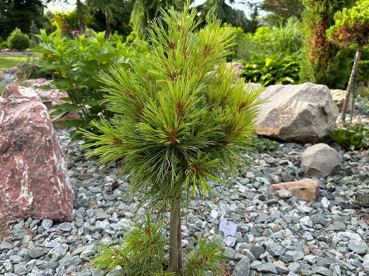 Pinus sibirica ‘Ideal'