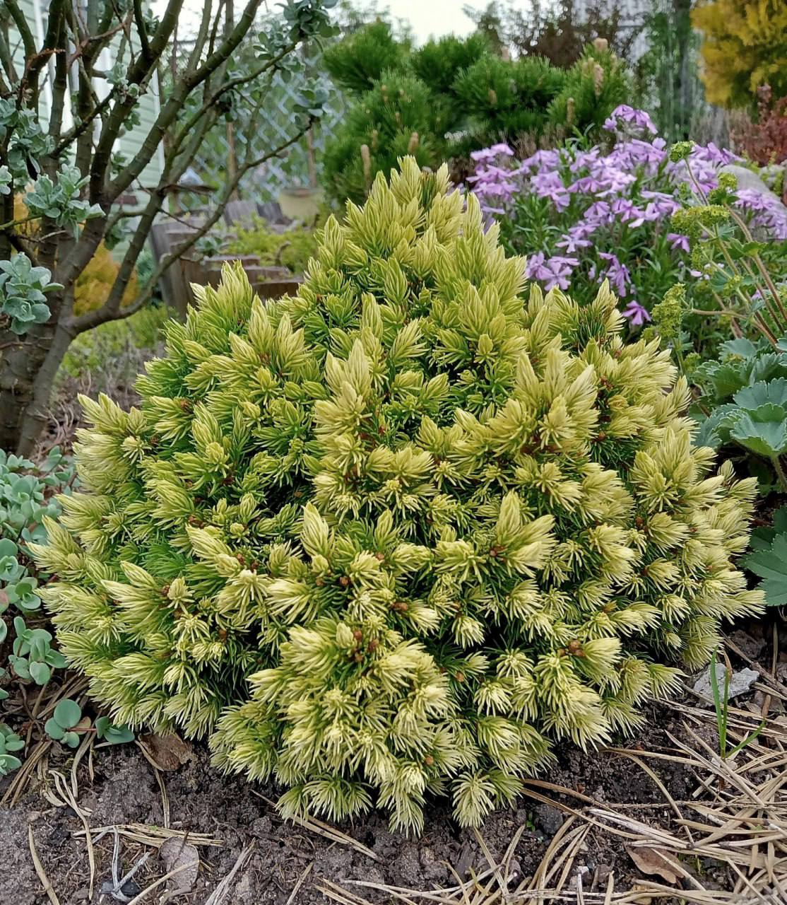 Picea glauca ‘Jalako Gold’