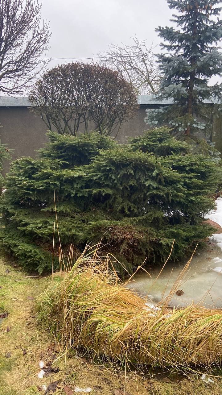 Picea abies 'Nidiformis'