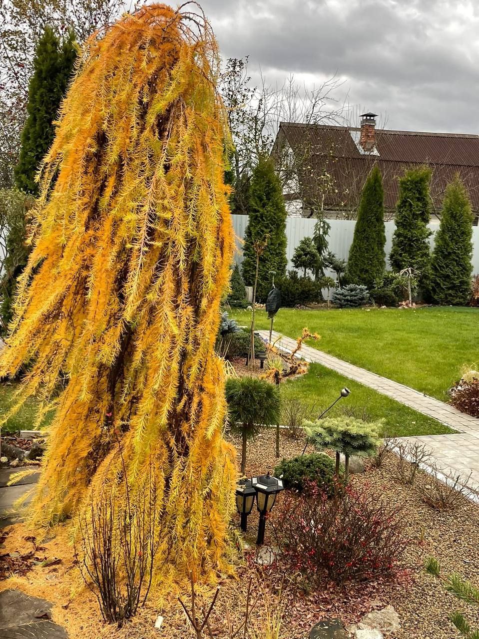 Larix decidua 'Pendula'