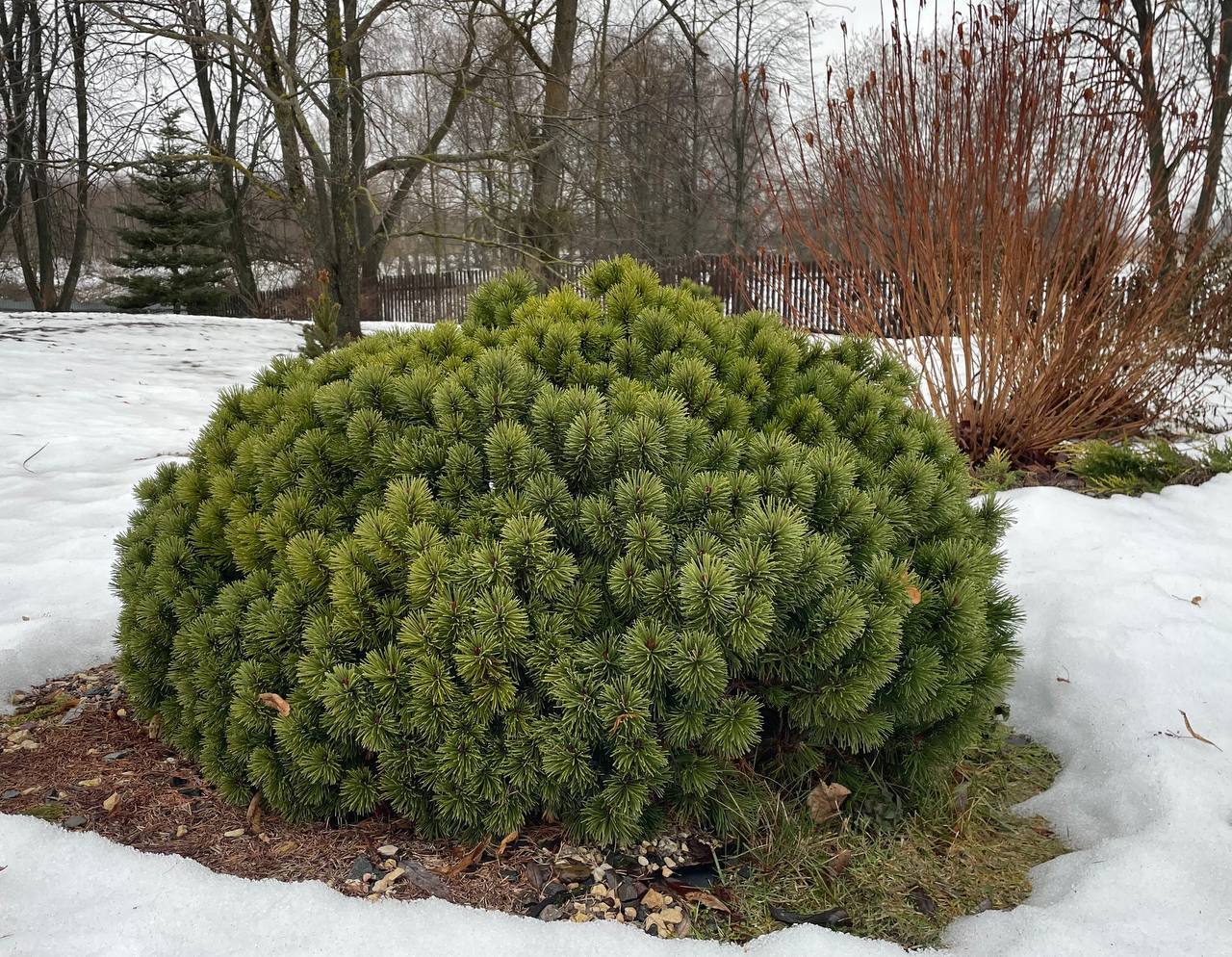 Pinus mugo ‘Litomysl’