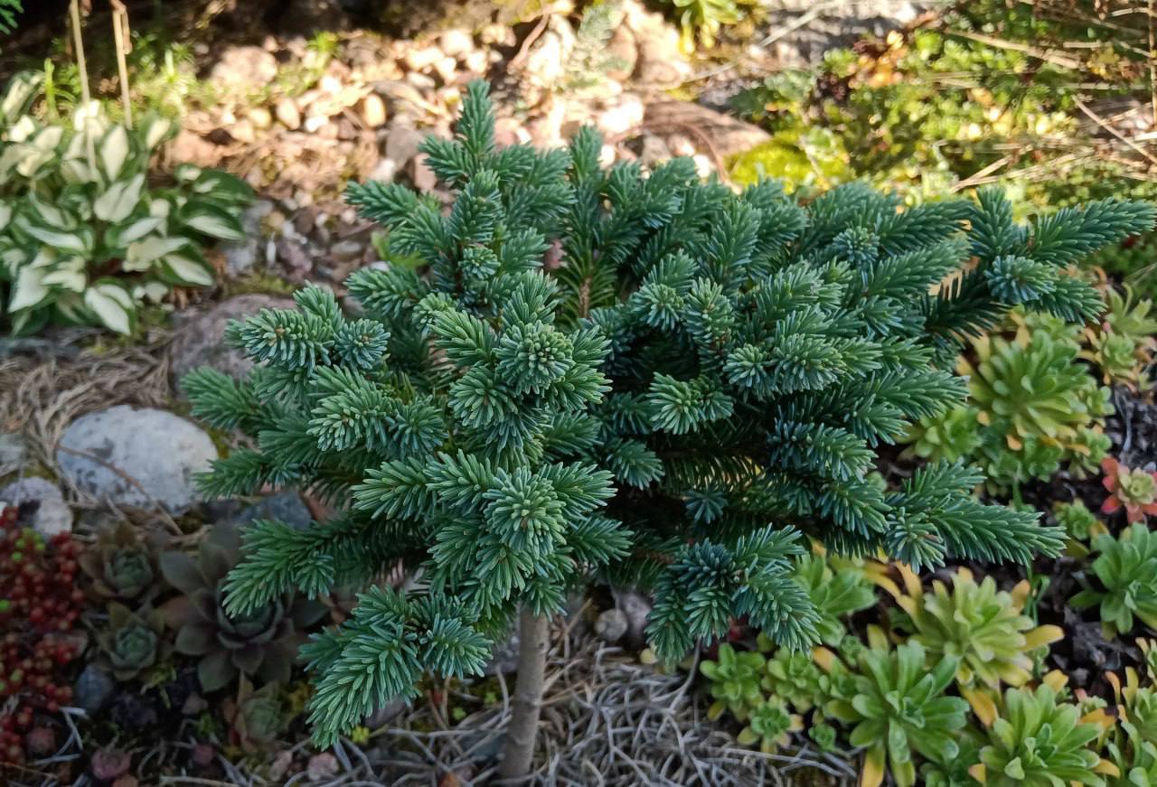 Picea mariana 'Normanna Road’