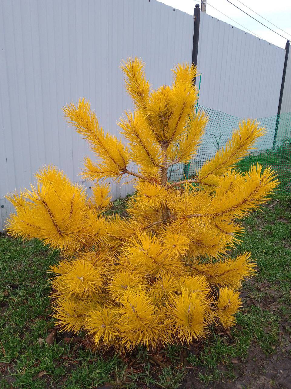 Pinus contorta ‘Chief Joseph’