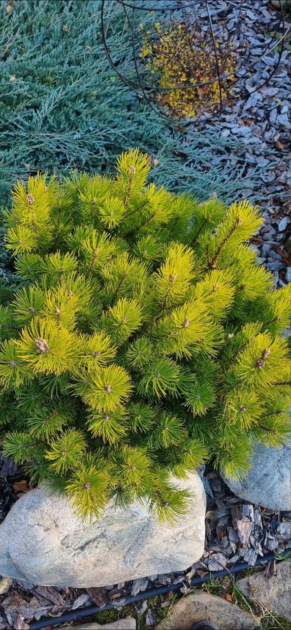 Pinus mugo ‘Ophir’