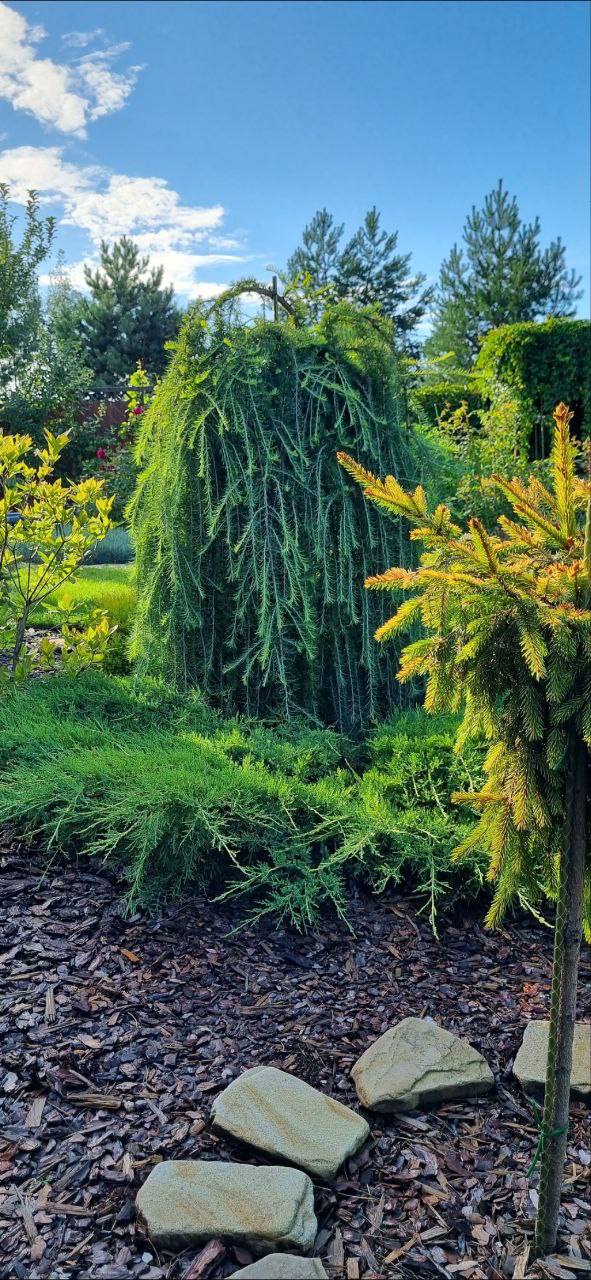 Larix kaempferi ‘Stiff Weeper’