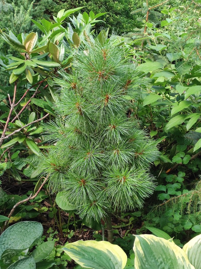 Pinus sibirica ‘Ideal’