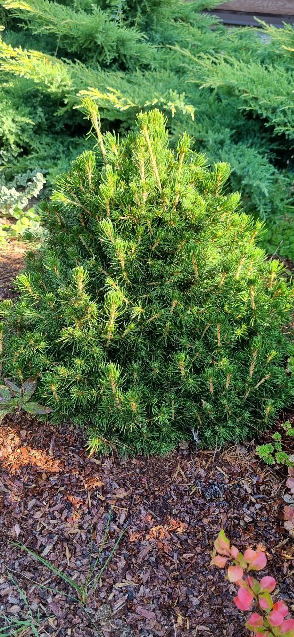 Picea abies 'Tompa'