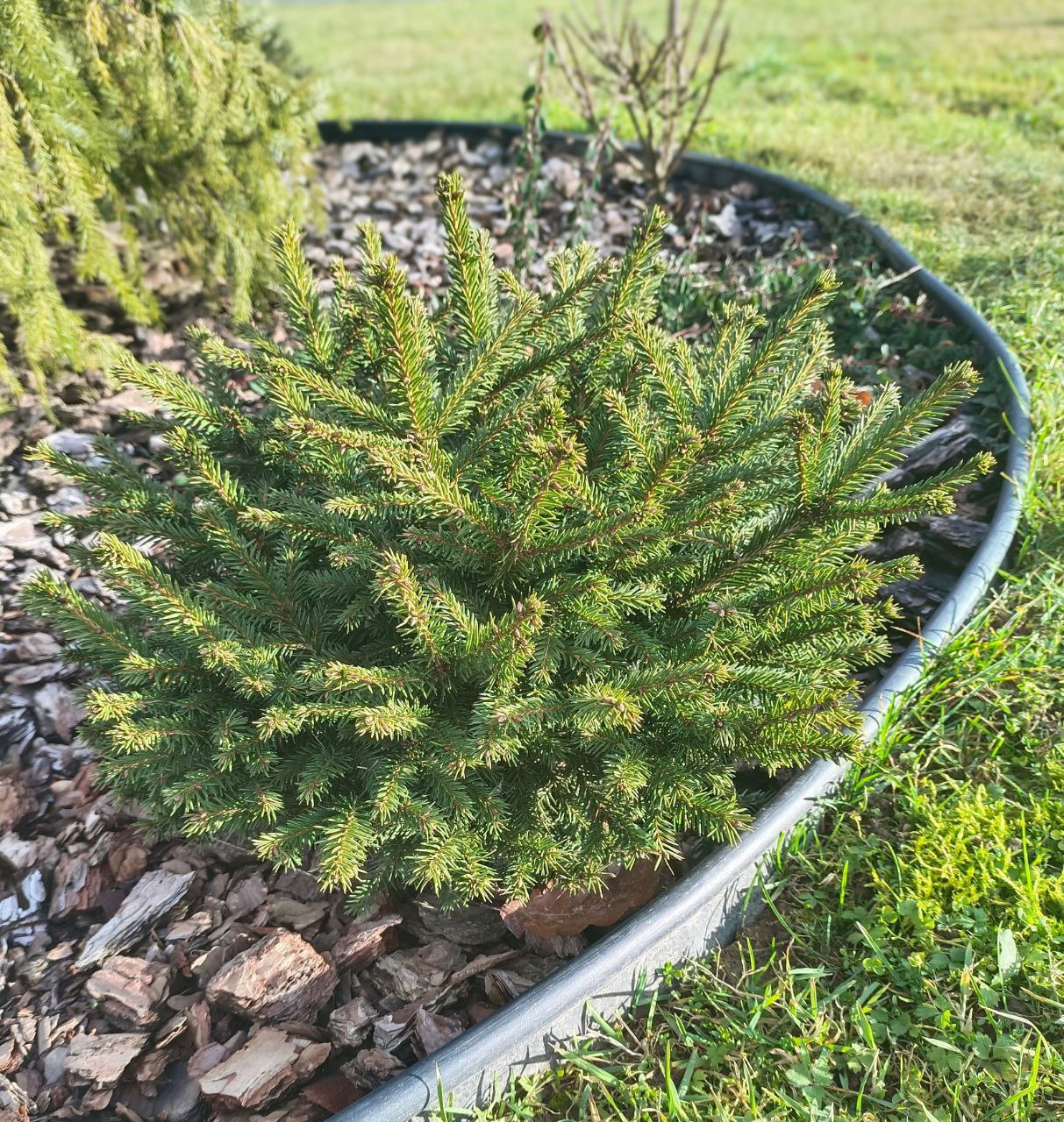 Picea abies 'Zagwizdze'