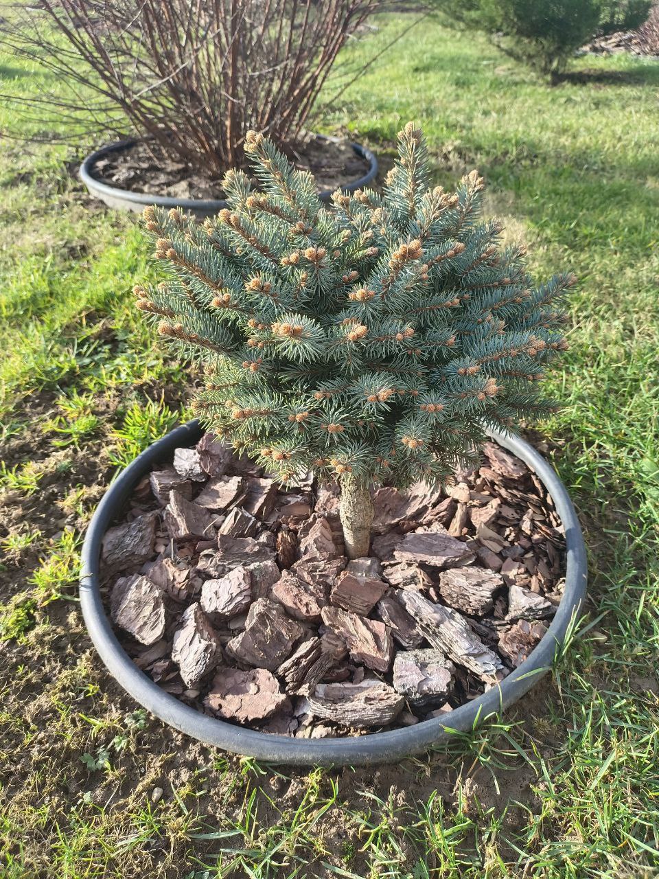 Picea pungens 'Tokarz'