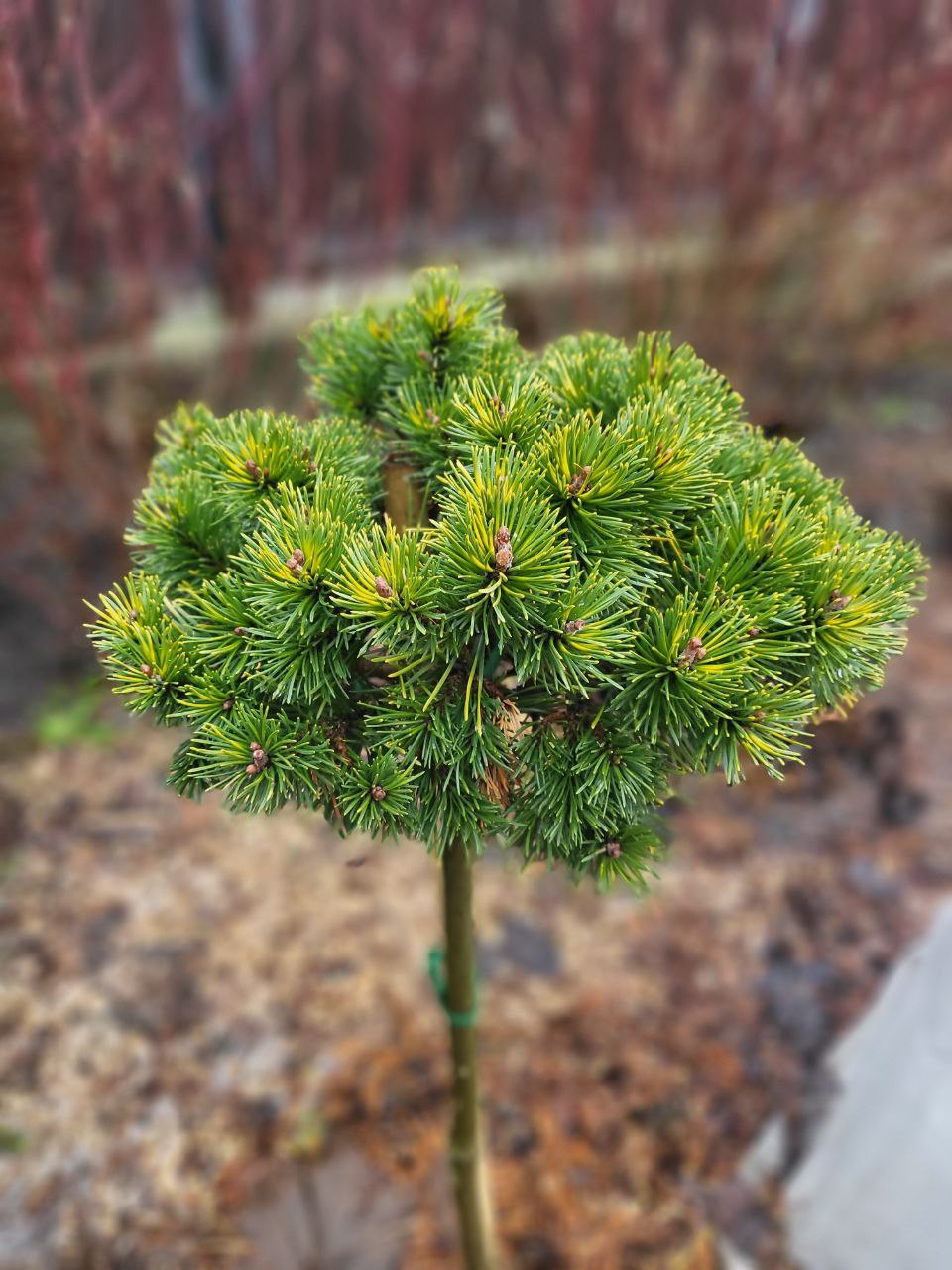 Pinus mugo 'Butternut'