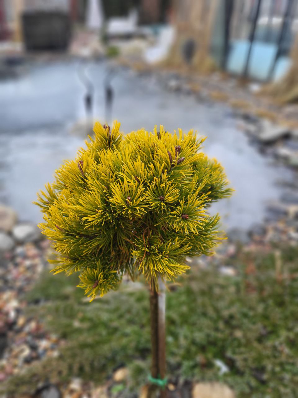 Pinus mugo 'Little Gold Star'